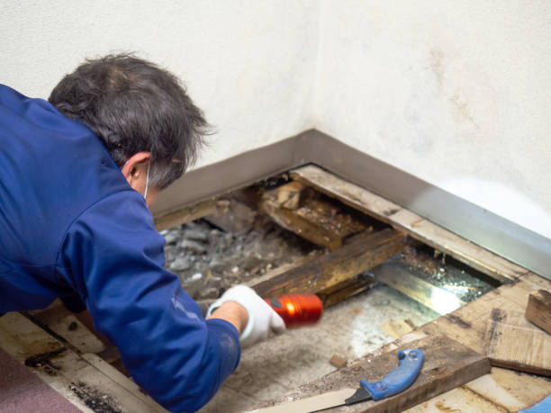 Best Crawl Space Mold Removal  in Turner, OR
