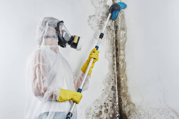 Best Mold Damage Repair  in Turner, OR
