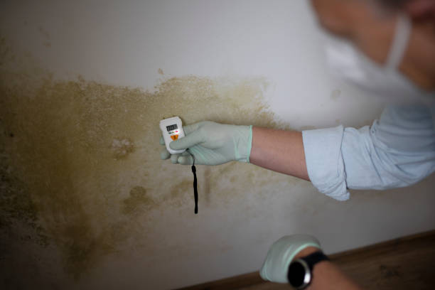 Best Mold Removal and Inspection  in Turner, OR