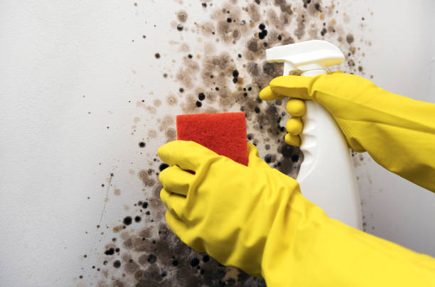 Crawl Space Mold Removal in Turner, OR