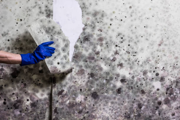 Best Mold Cleaning Services  in Turner, OR