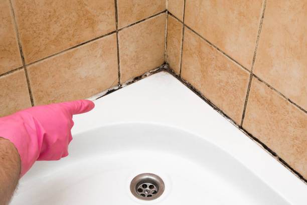 Best Certified Mold Removal  in Turner, OR